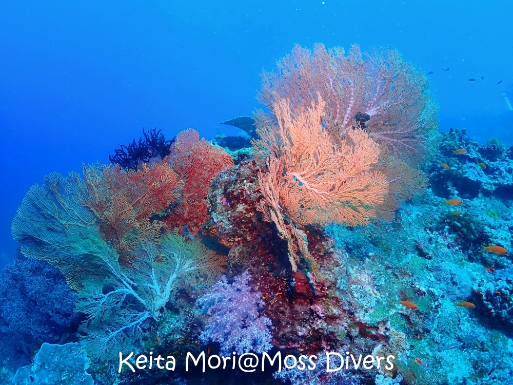シミランチャータークルーズでダイビング