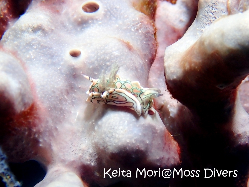 シミランチャータークルーズでダイビング