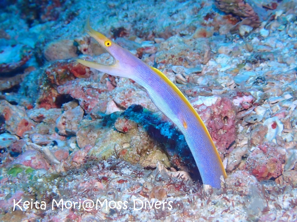 シミランチャータークルーズでダイビング