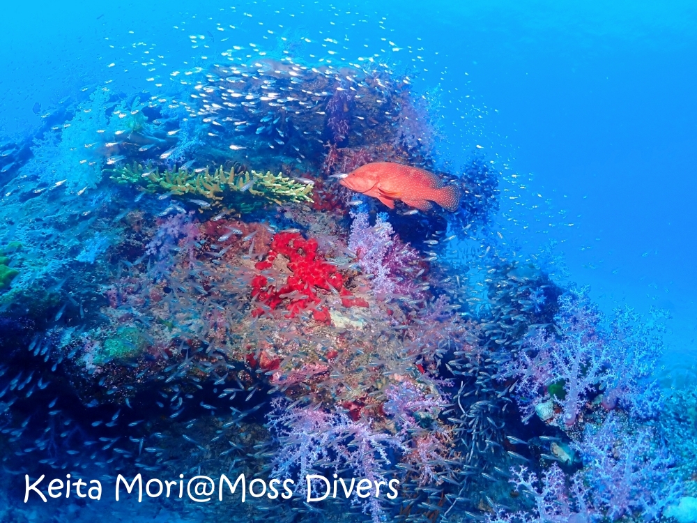 シミランチャータークルーズでダイビング