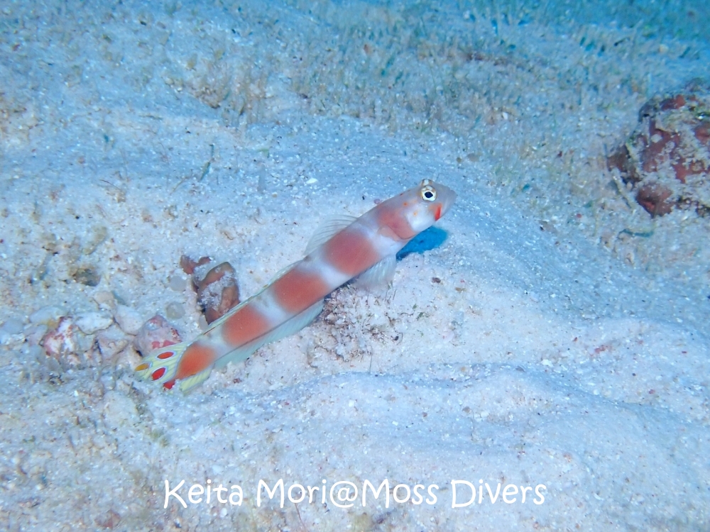 シミランチャータークルーズでダイビング