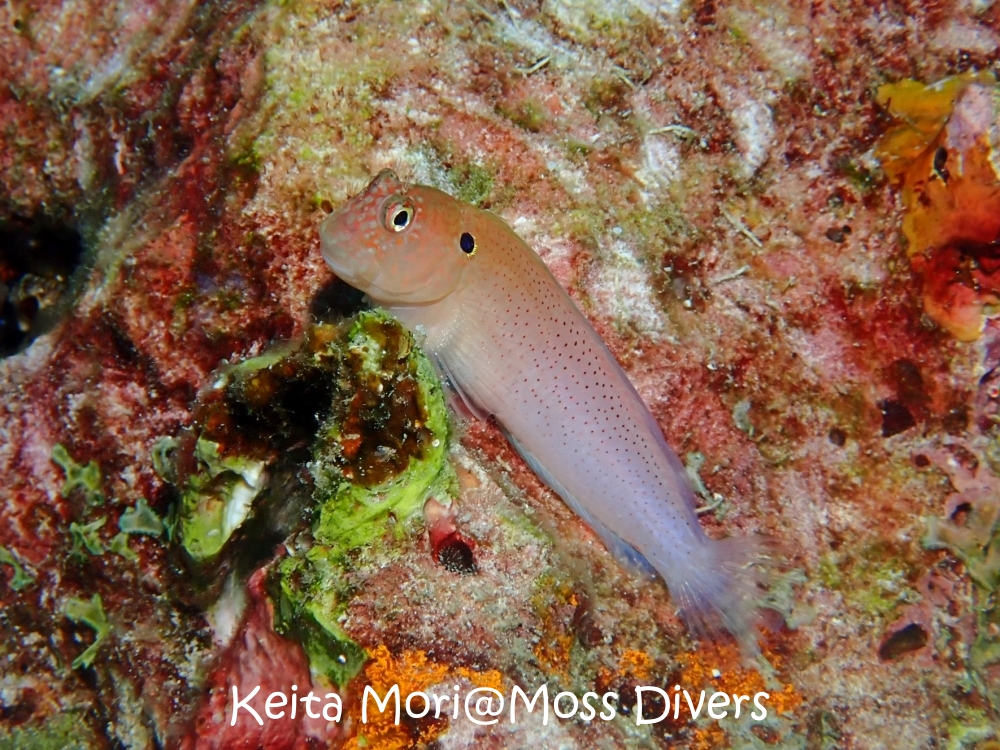 シミランチャータークルーズでダイビング