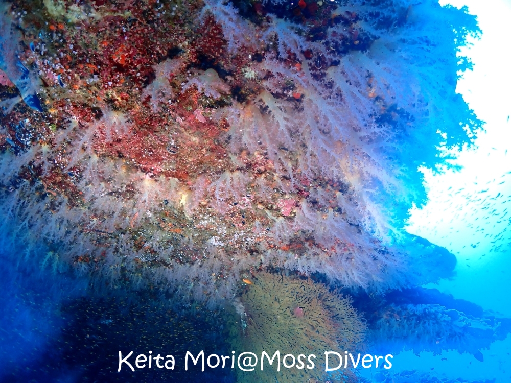 シミランチャータークルーズでダイビング