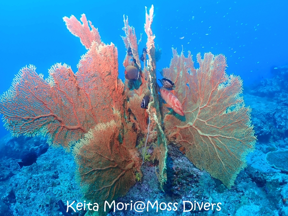 シミランチャータークルーズでダイビング
