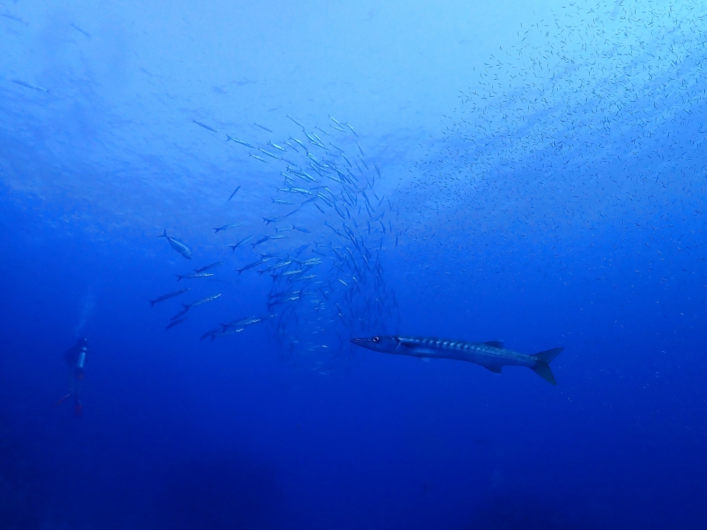 シミランチャータークルーズでダイビング