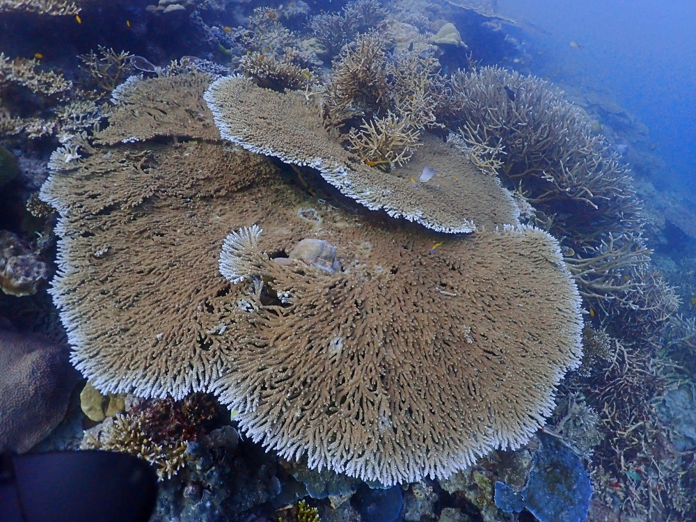 シミランチャータークルーズでダイビング