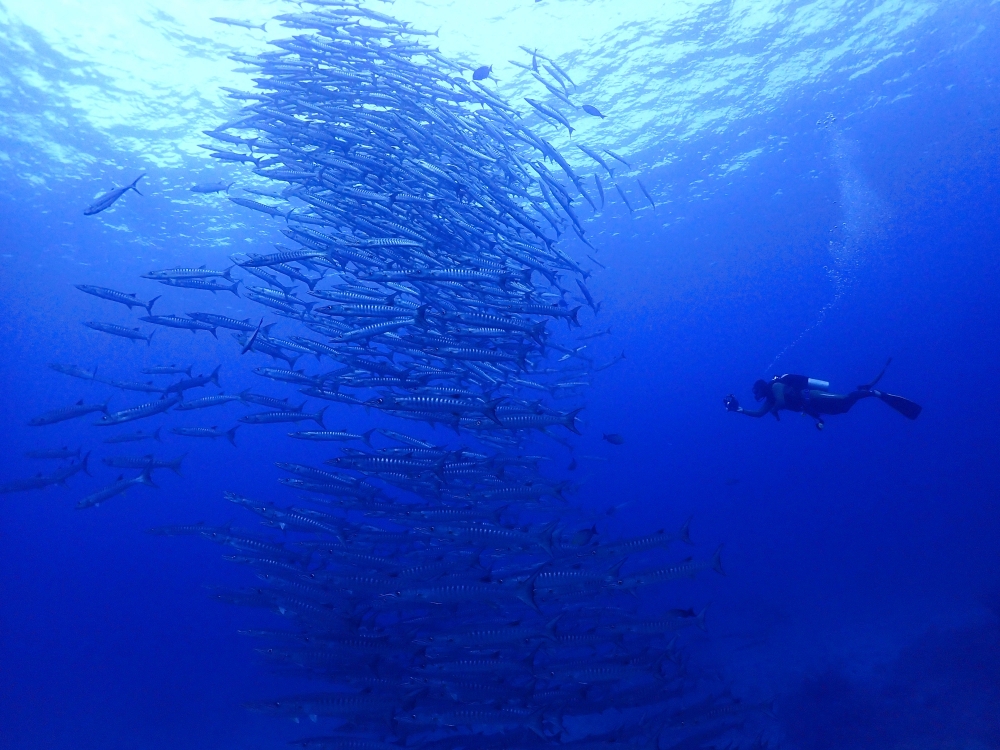 シミランチャータークルーズでダイビング
