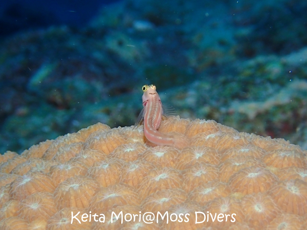 シミランチャータークルーズでダイビング