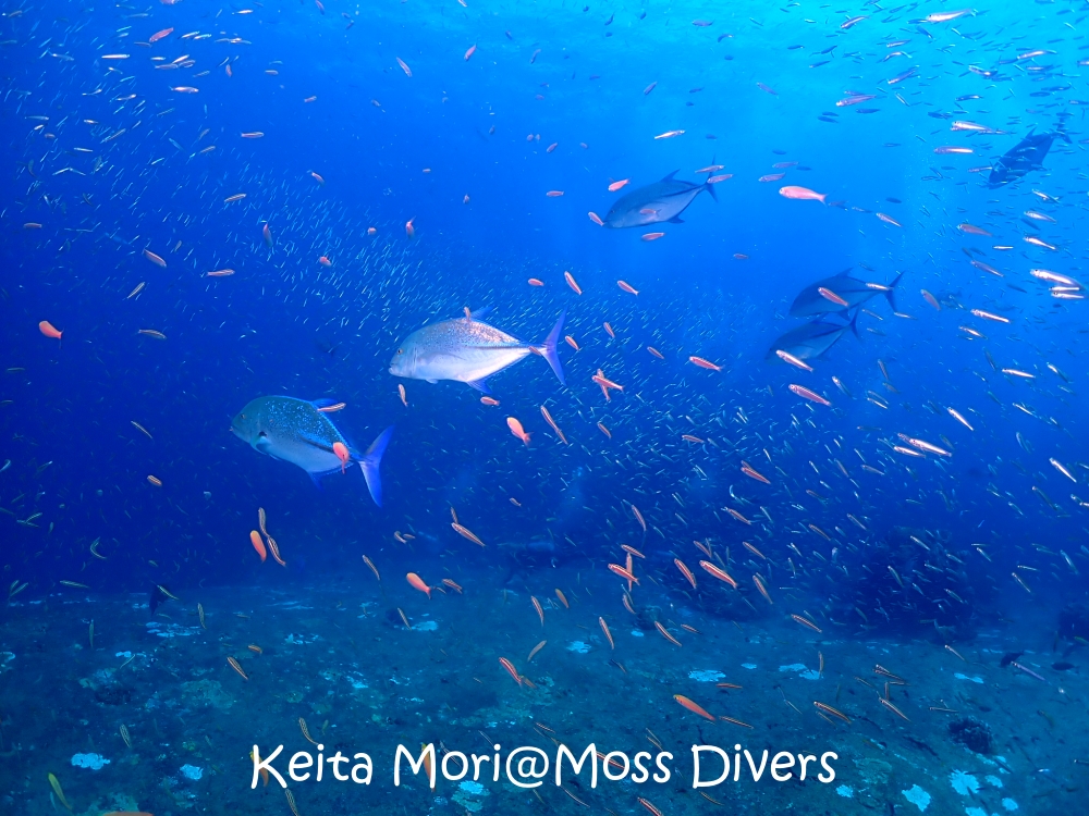 シミランチャータークルーズでダイビング