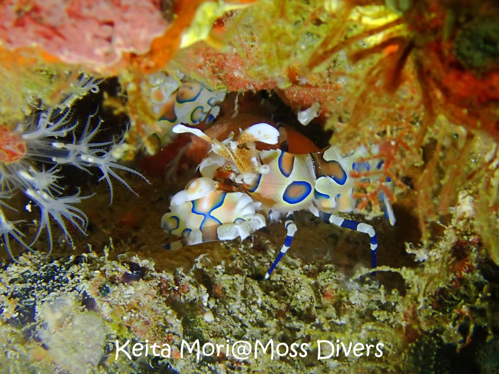 シミランチャータークルーズでダイビング
