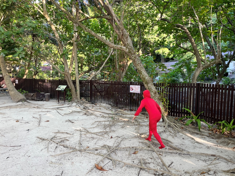 シミランチャータークルーズでダイビング