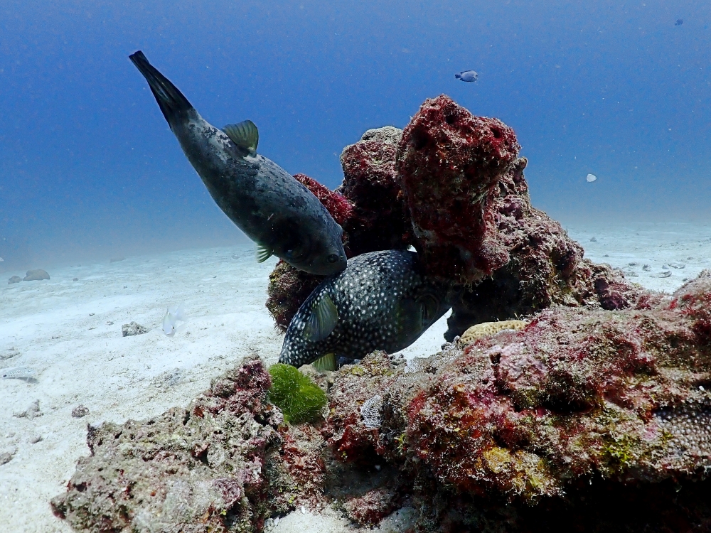 プーケットのラチャヤイ島でダイビング