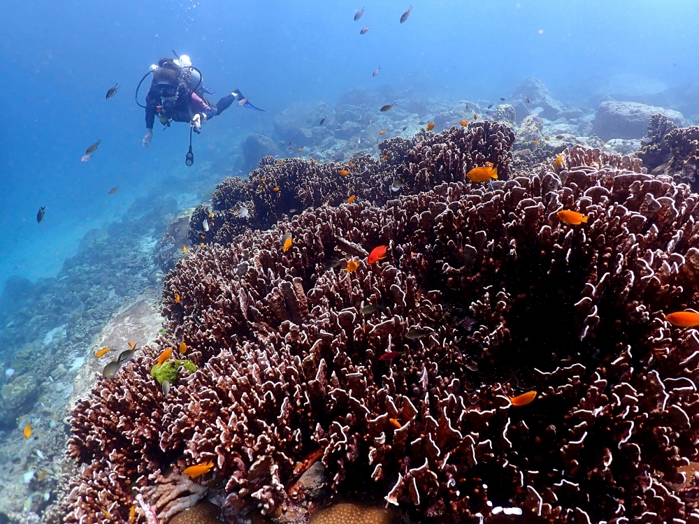 プーケットのラチャヤイ島でダイビング