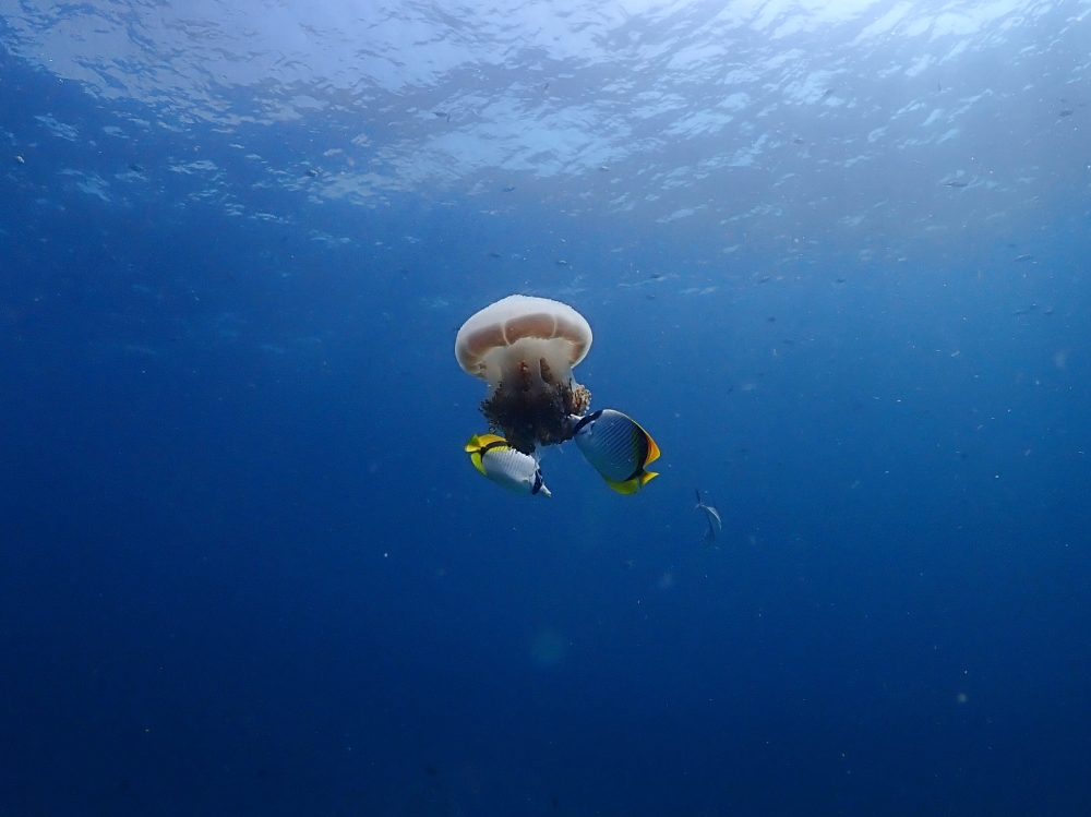 プーケットのラチャヤイ島でダイビング
