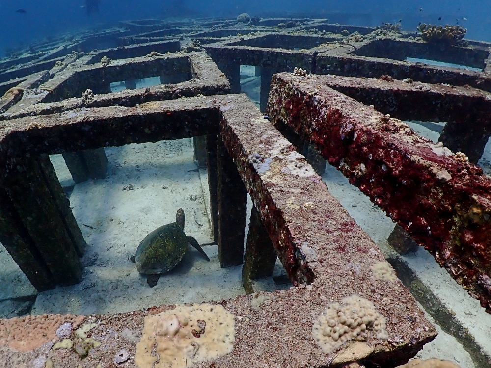 プーケットのラチャヤイ島でダイビング