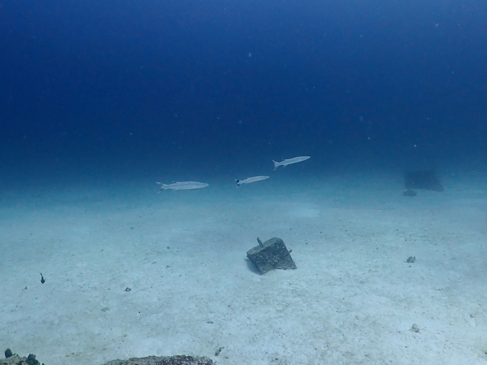 プーケットのラチャヤイ島でダイビング