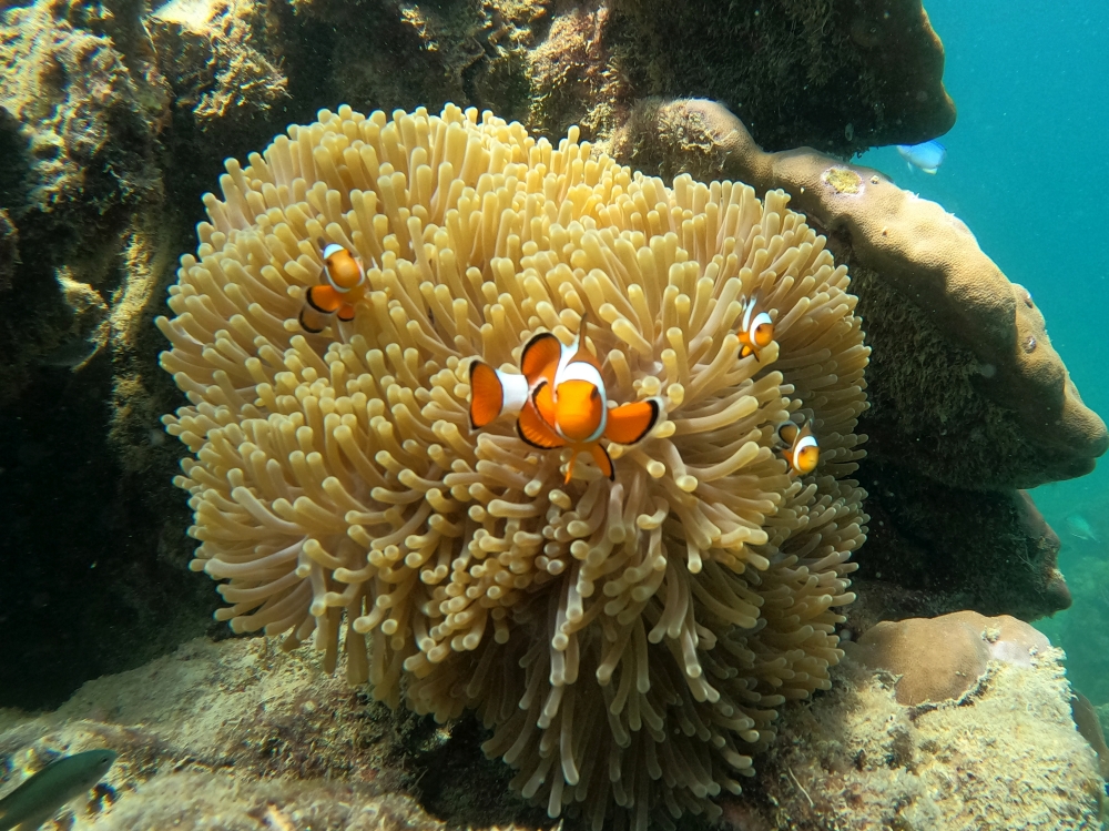 プーケットのピピ島でシュノーケリング