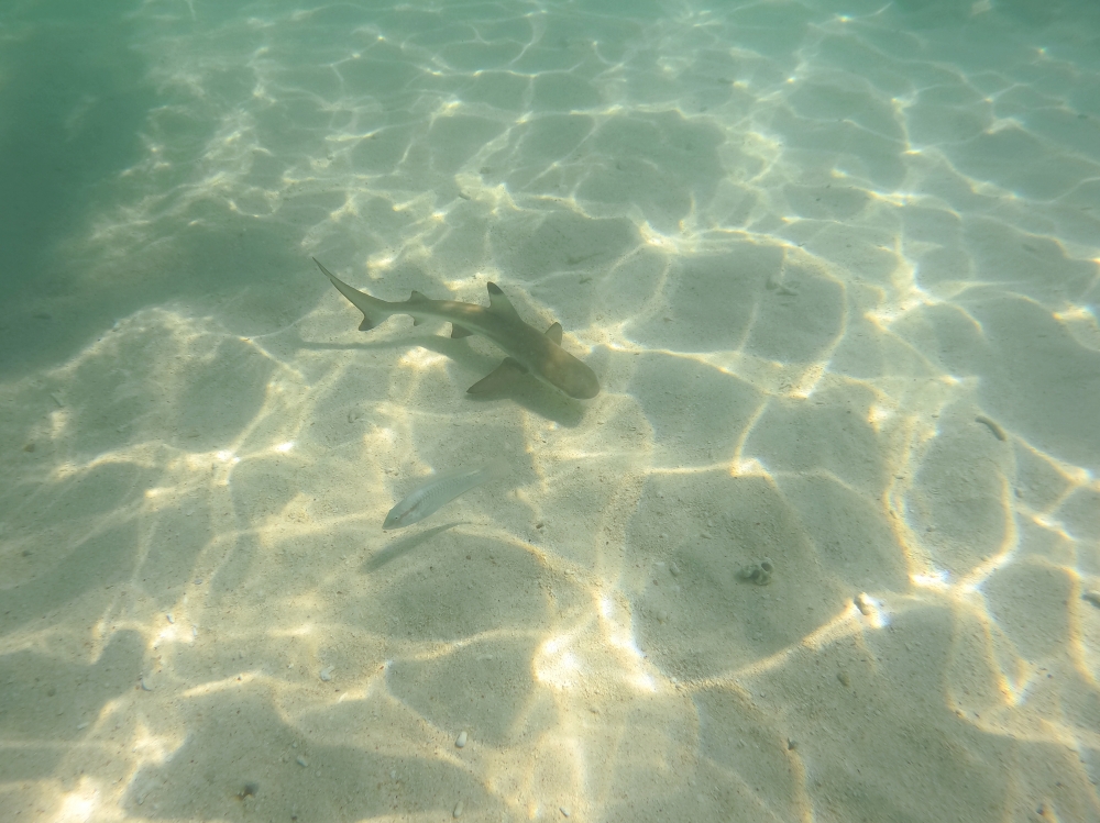 プーケットのピピ島でシュノーケリング