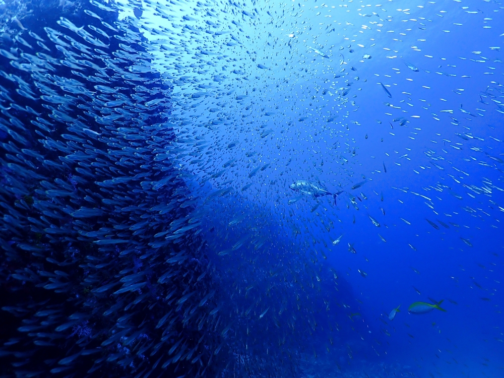 シミランクルーズでダイビング