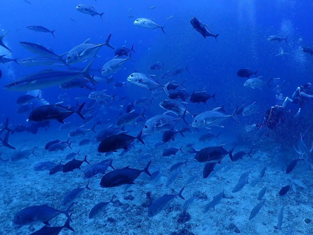 シミランクルーズでダイビング