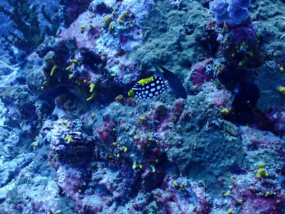 シミランクルーズでダイビング