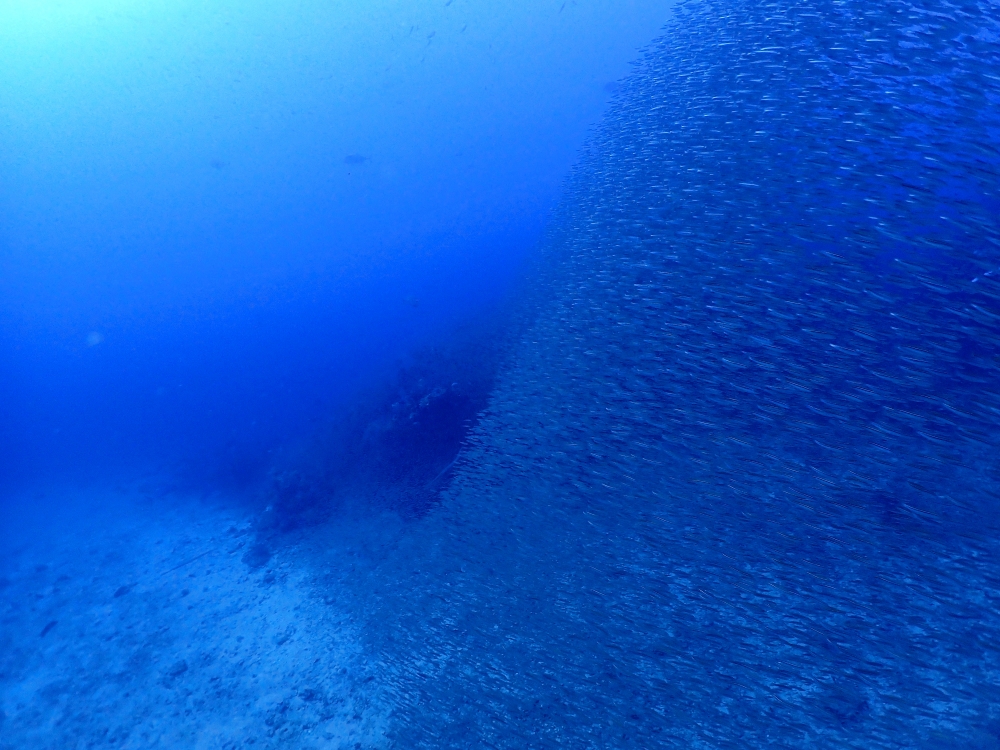 シミランクルーズでダイビング