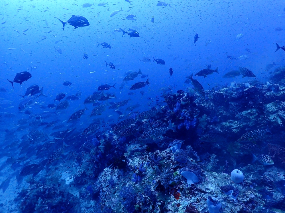 シミランクルーズでダイビング