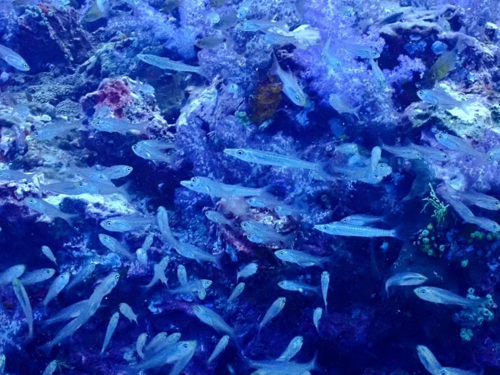 シミランクルーズでダイビング