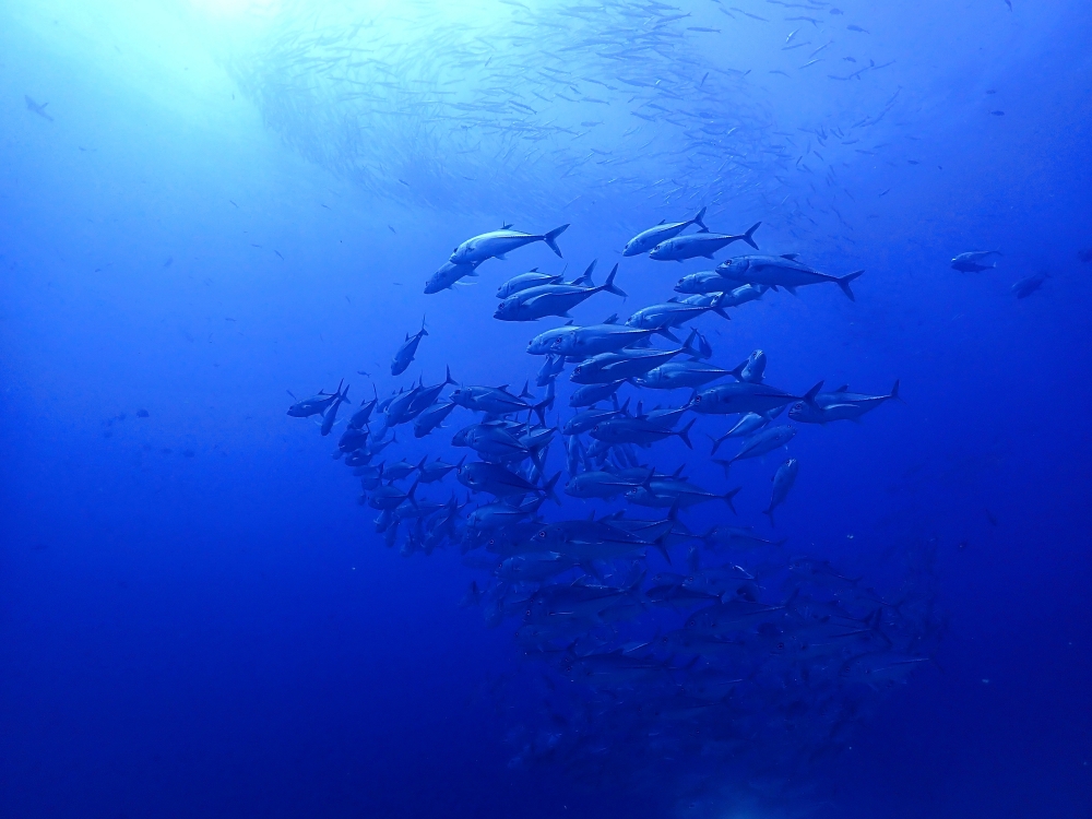 シミランクルーズでダイビング