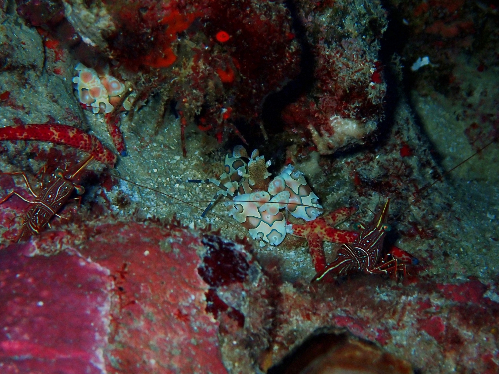 シミランクルーズでダイビング