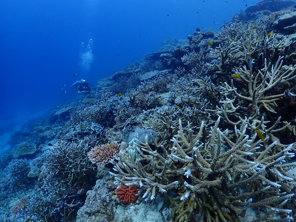 シミランクルーズでダイビング