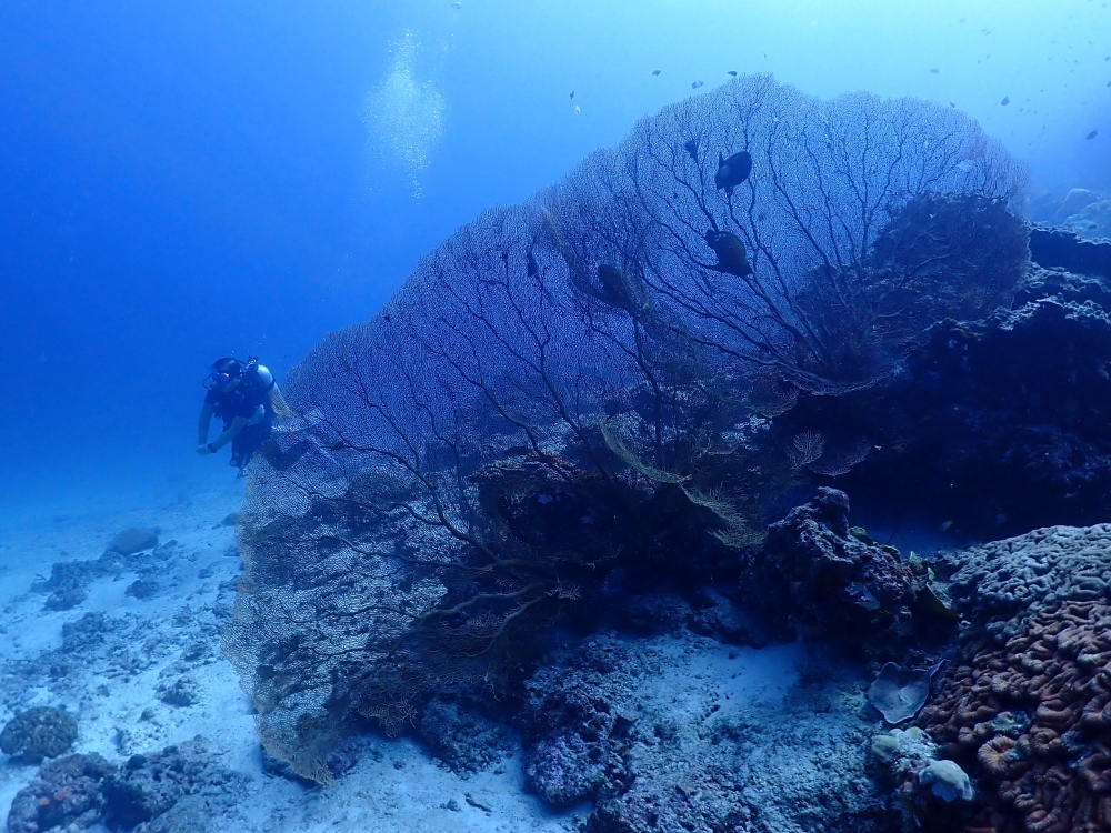 シミランクルーズでダイビング