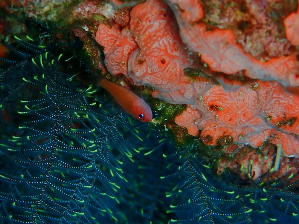 シミランクルーズでダイビング