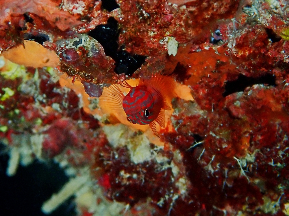 シミランクルーズでダイビング
