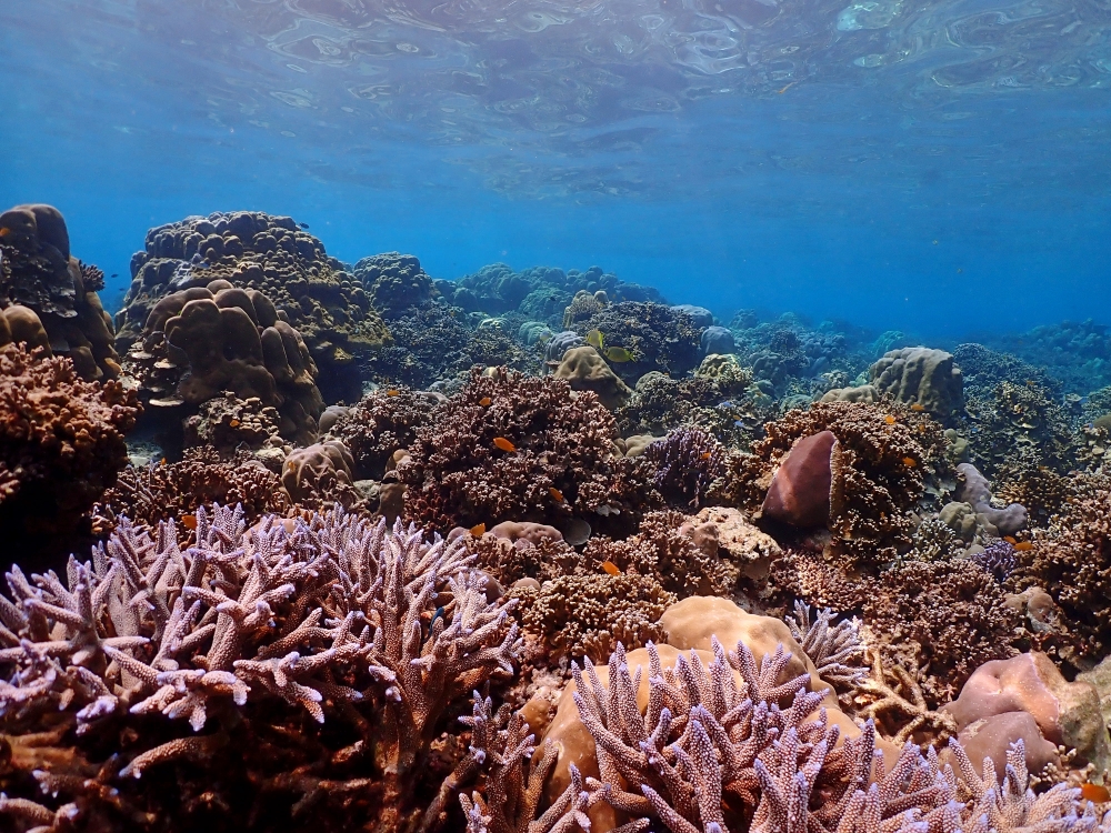 シミランクルーズでダイビング