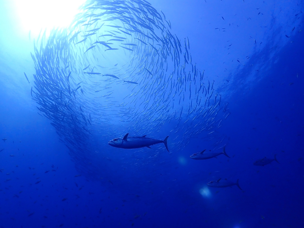 シミランクルーズでダイビング