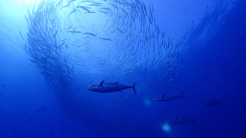 シミランクルーズでダイビング