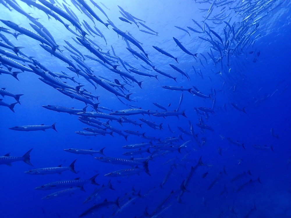 シミランクルーズでダイビング