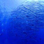 シミランクルーズでダイビング