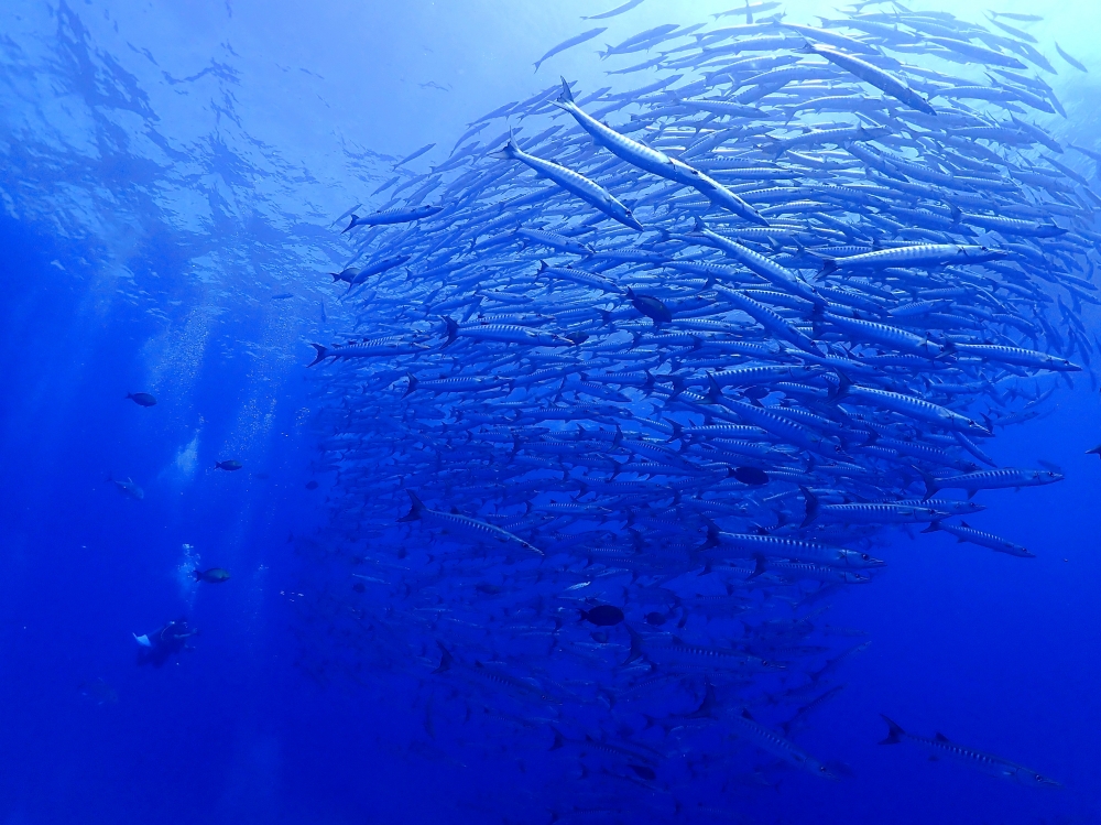 シミランクルーズでダイビング