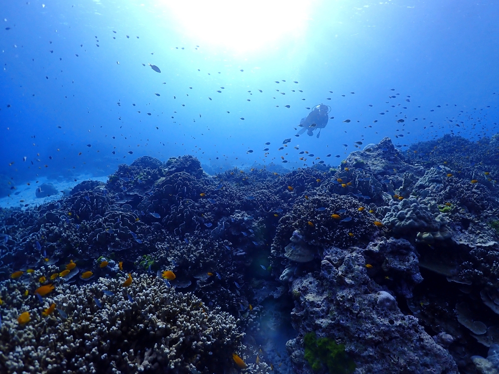 シミランクルーズでダイビング