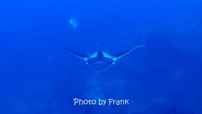 シミランクルーズでダイビング