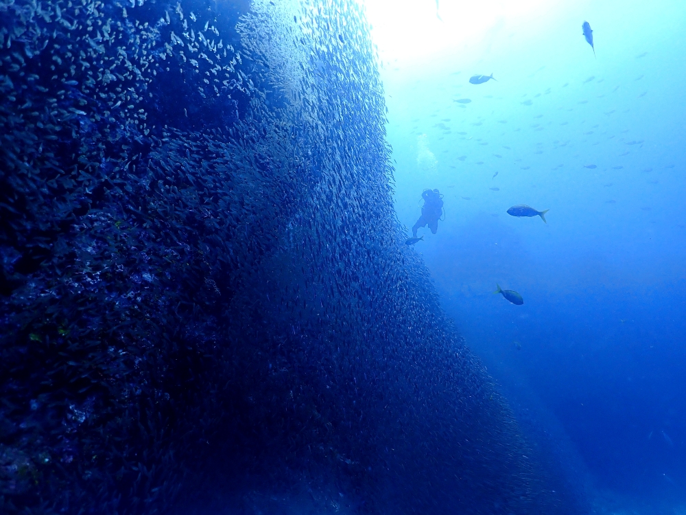 シミランクルーズでダイビング