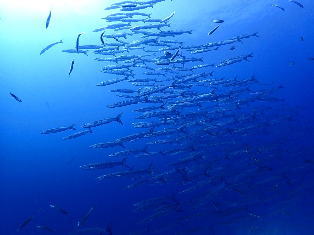 シミランクルーズでダイビング