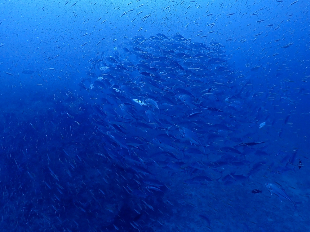 シミランクルーズでダイビング