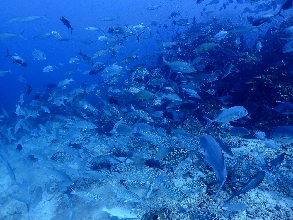 シミランクルーズでダイビング