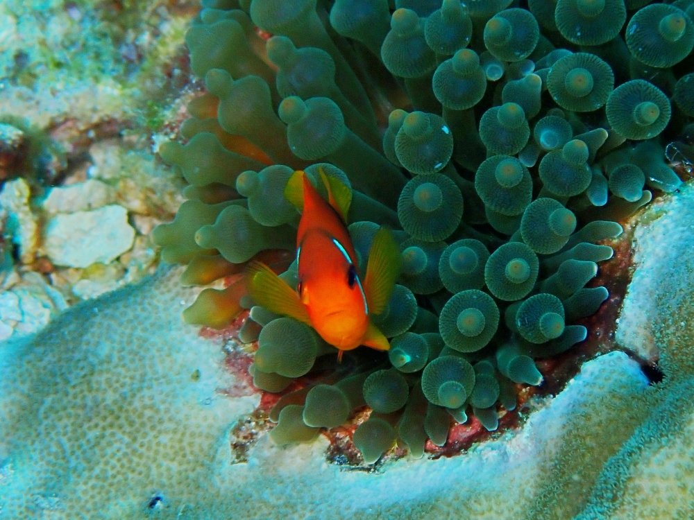 シミランクルーズでダイビング