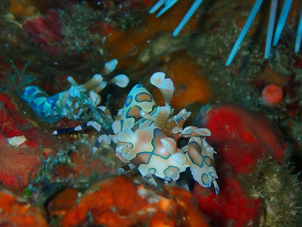 シミランクルーズでダイビング