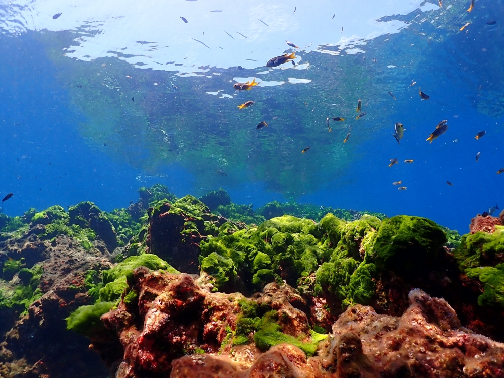 シミランクルーズでダイビング