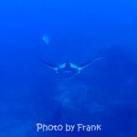 シミランクルーズでダイビング